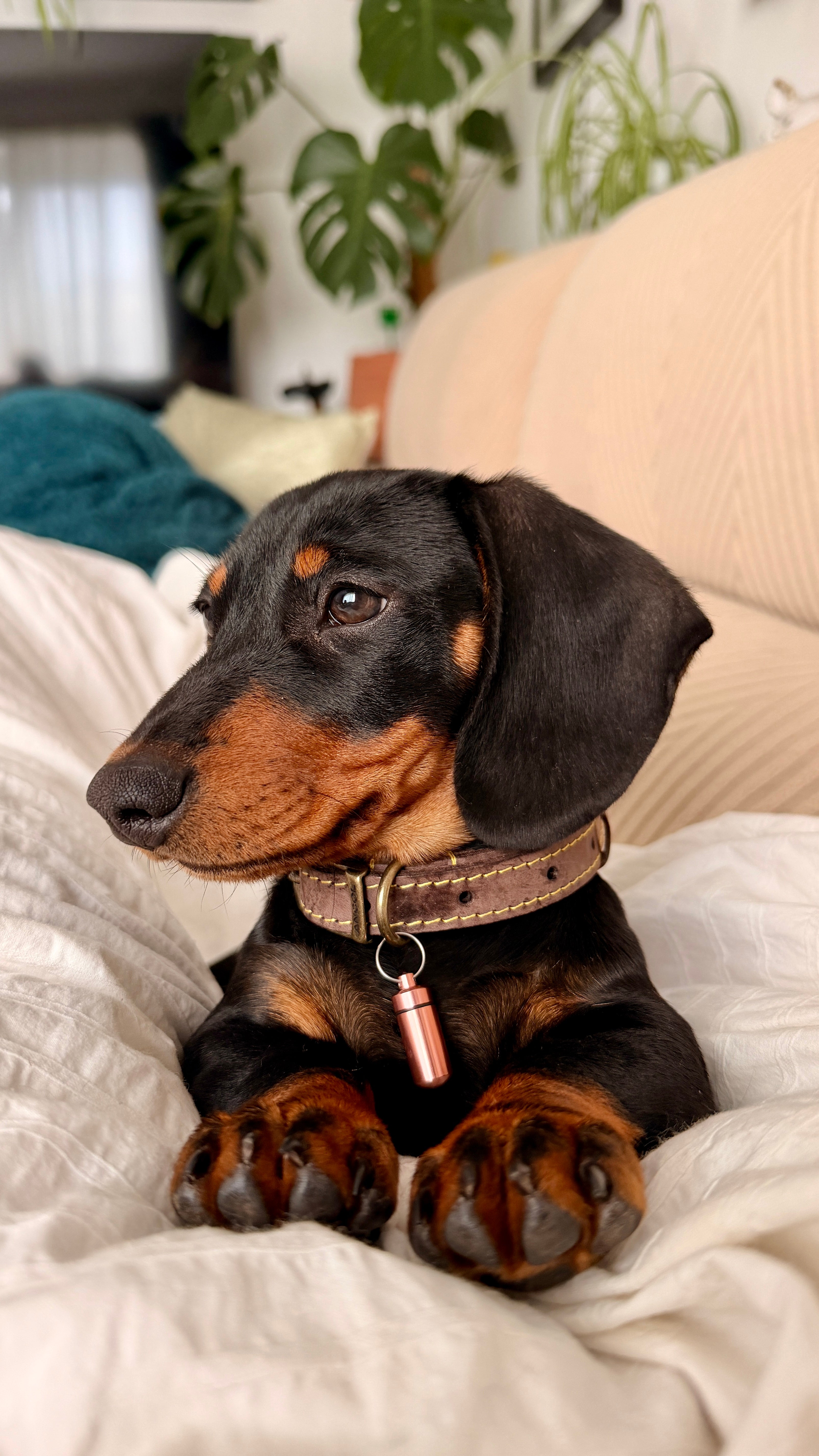 Personalised Pet T-shirt